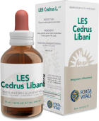 Cedrus Libani Lebanon Cedar 50 ml