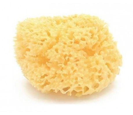 Natural Marine Sponge